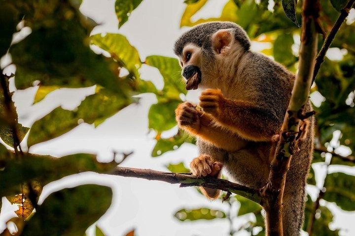 Cuyabeno Amazon Tour: 4 Days of Wildlife & Indigenous Connection