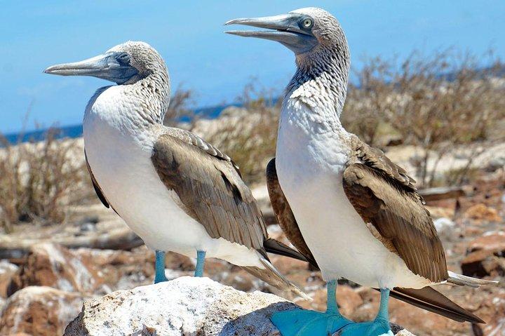 Seymour North Island & Las Bachas Full-Day Tour