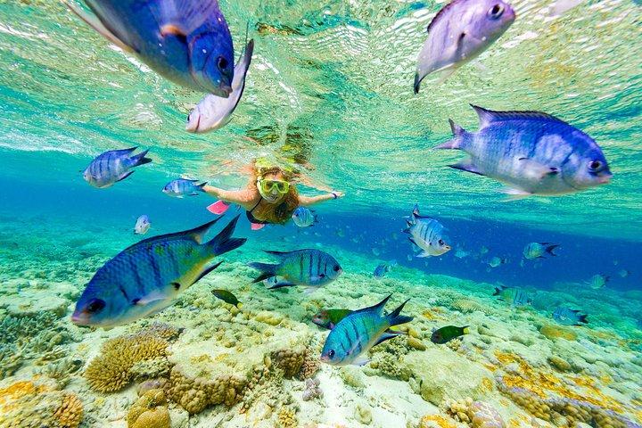 Punta Cana Parasailing & Snorkeling Cruise Experience