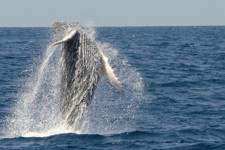 San Diego Whale Watching Cruise