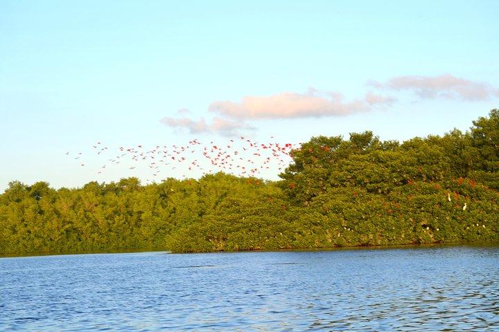 Trinidad Northern Eco-Cultural Full-Day Highlights Tour from Port of Spain