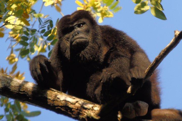 Gatun Lake: Monkeys & Exotic Wildlife by the Canal