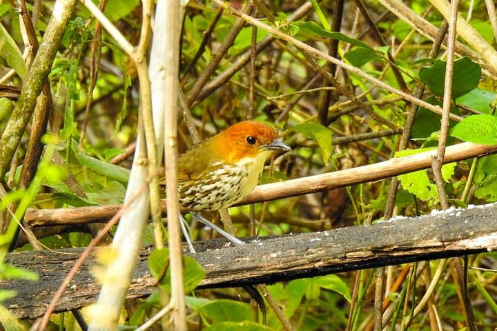 Birdwatching Tour in Giron and Yunguilla Jocotoco Reserve from Cuenca