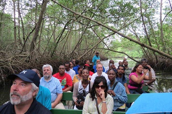 The Scarlet Ibis - Caroni Swamp Tour