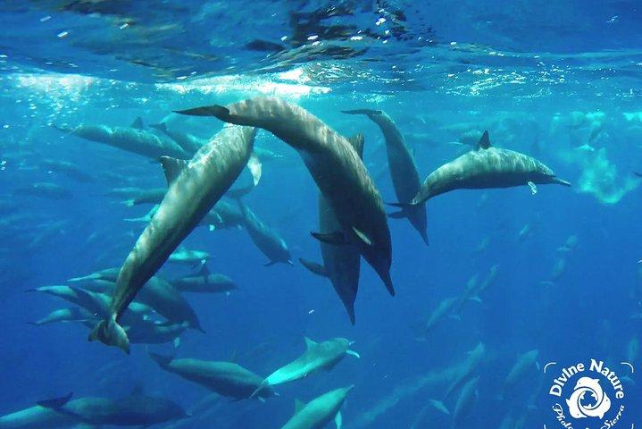 Dolphin and Whale Watching Tour in Drake Bay as seen on National Geographic