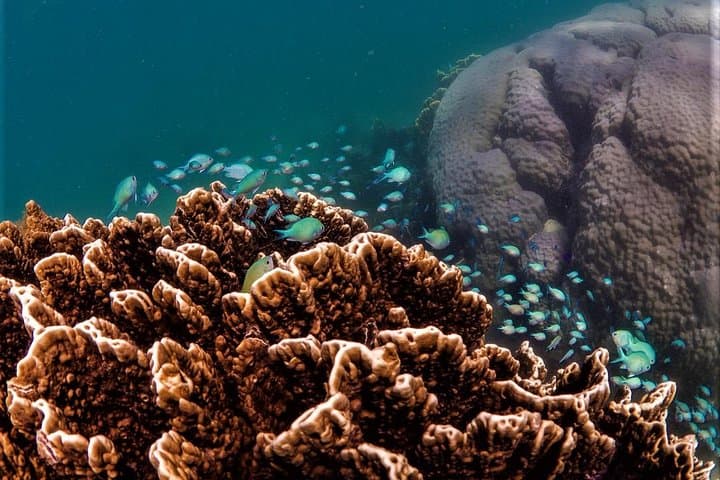 6 hour Ningaloo Reef Snorkel and Wildlife Adventure