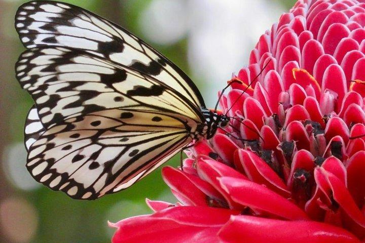 Houston Museum of Natural Science and Cockrell Butterfly Center