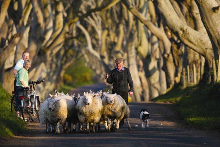 Dublin to Dunluce Castle, Giant's Causeway, Dark Hedge, Belfast