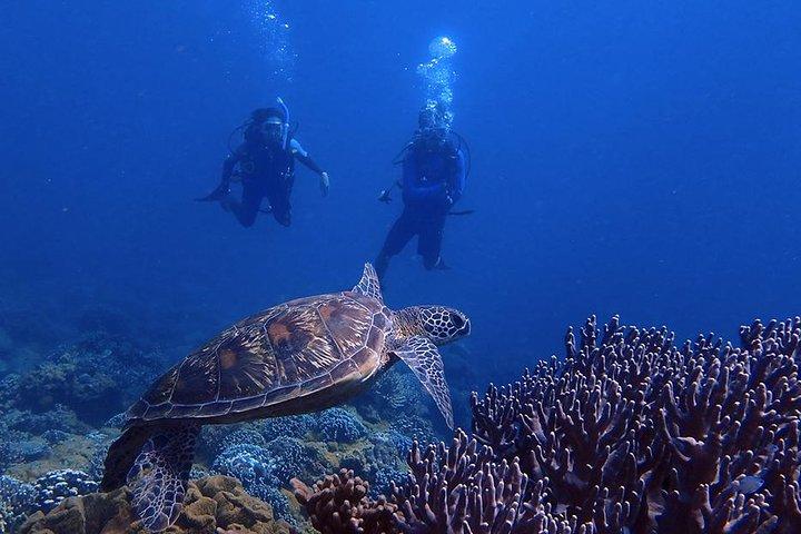 Guam's Best Beach Diving! Beginner and Advanced Dives