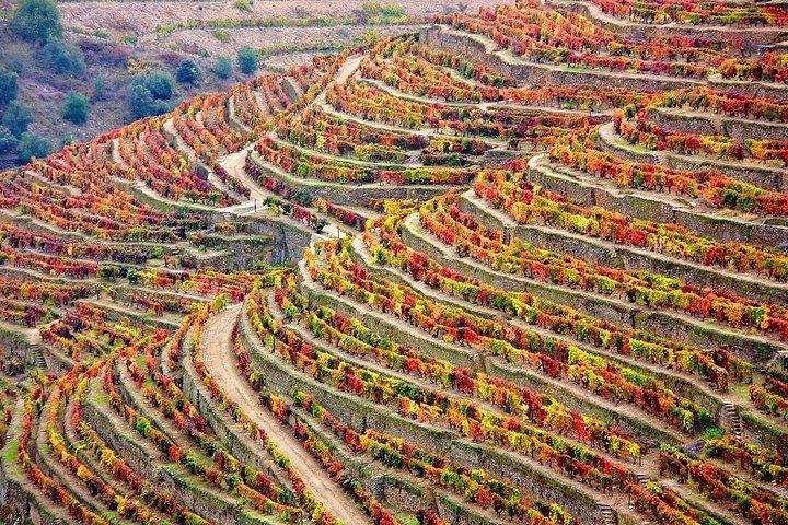 Douro Valley Tour: Wine Tasting, Cruise and Lunch from Porto