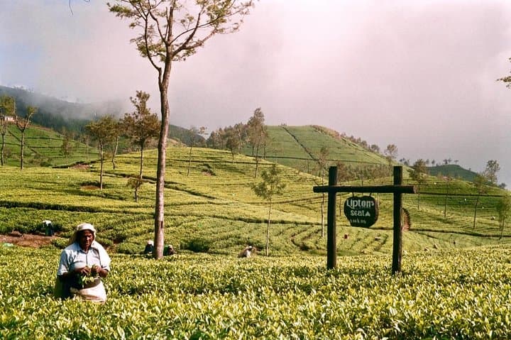 From Ella: Lipton Seat & Dambetenna Tea Factory Private Day Trip