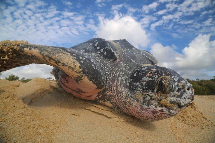 Matura Leatherback Eco-Experience