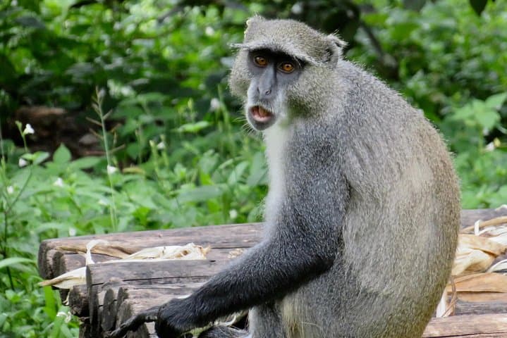 Malawi in 6 days without accommodation