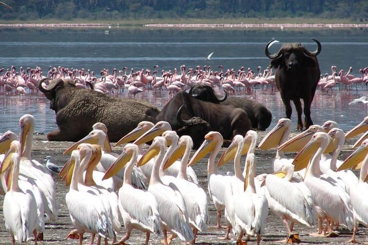 Day Trip: Lake Nakuru National Park and Lake Naivasha Boat Ride