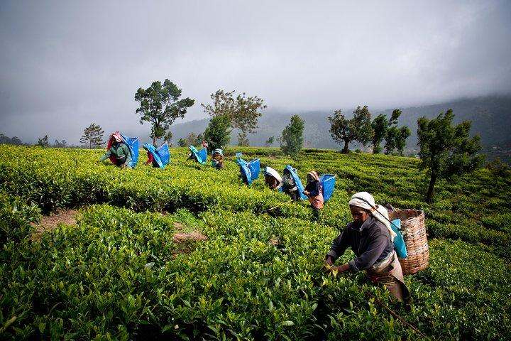 Day tour to Nuwareeliya (Little England) from Kandy