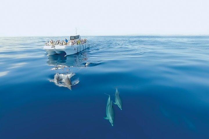 Dolphin Watching and Cave Boat Cruise from Albufeira