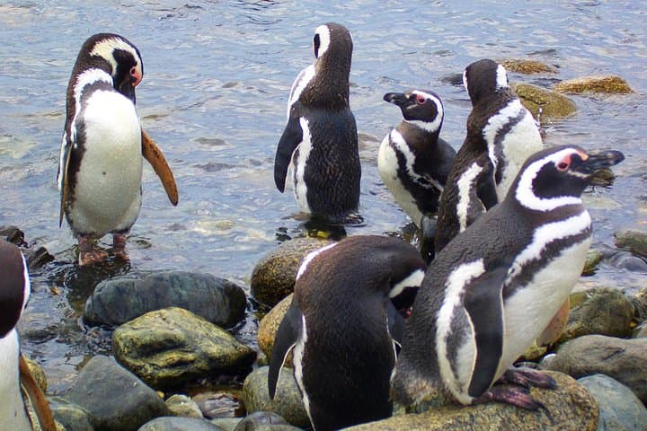 Magdalena Island Penguin Tour by Boat from Punta Arenas