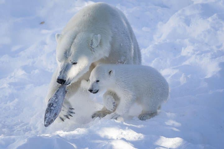Guided Ranua Wildlife Park tour with Lunch, Small group adventure