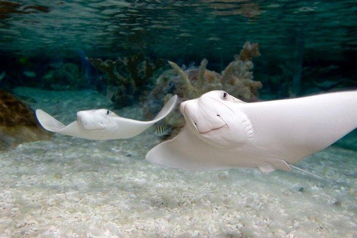 SEA LIFE Kansas City Aquarium Admission Ticket