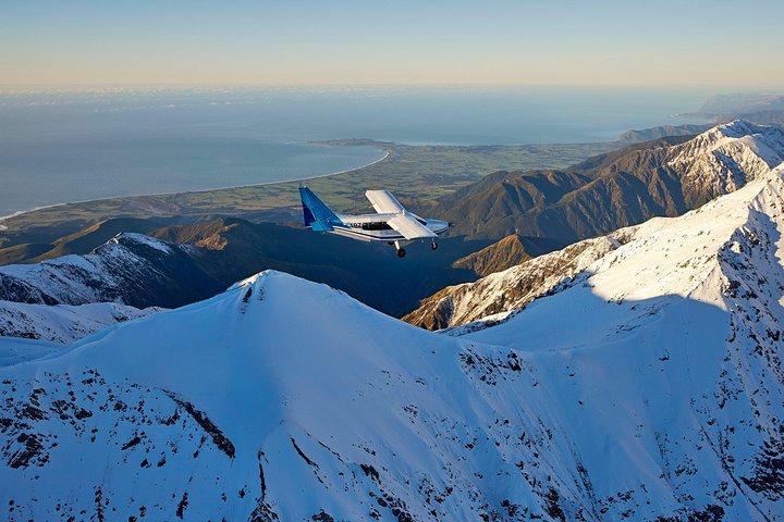 Whale Watching in Kaikoura - Ultimate Experience