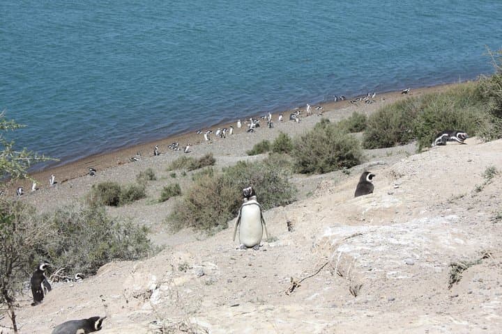 Cruise Shore Excursion Peninsula Valdes Pto Madryn