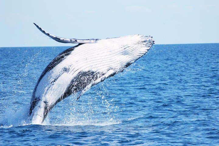 Freedom Whale Watch Cruise - Hervey Bay