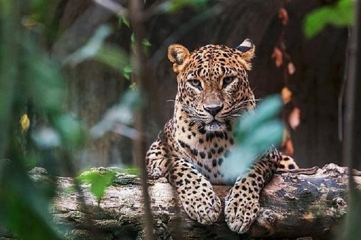 Arugambay to Yala National Park - Kumana National Park Safari