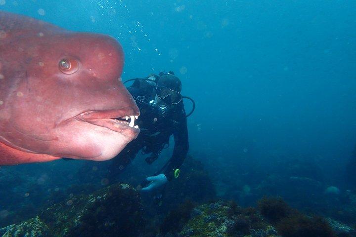 Let's enjoy Scuba diving in Izu Peninsula for certificate Diver