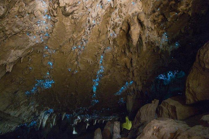 Kawiti Glow Worm Cave Tour & Opua Forest Walk