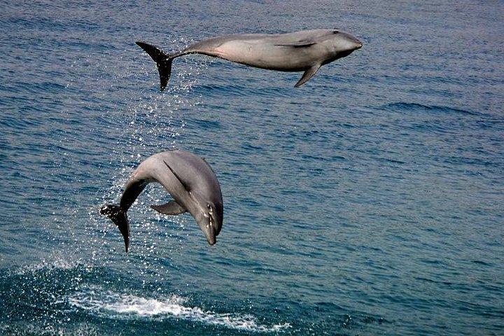 Dumaguete Dolphin Watching & Manjuyod Sandbar