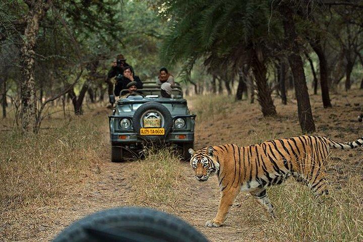 Private 5-Day Ranthambhore Tiger Tour from Delhi including the Taj Mahal, Agra and Jaipur