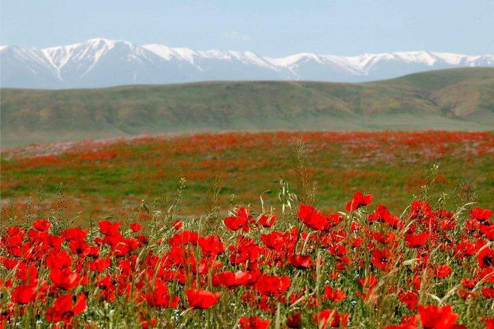 Trekking in Aksu-Zhabagly nature reserve (2 days)