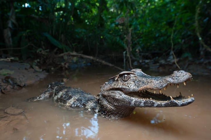 Tropical Escape: 3 Days Amazon Rainforest Tour from Quito