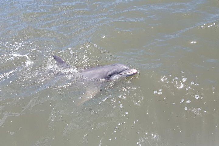 2-Hour Private Hilton Head Afternoon Dolphin Watching Sail