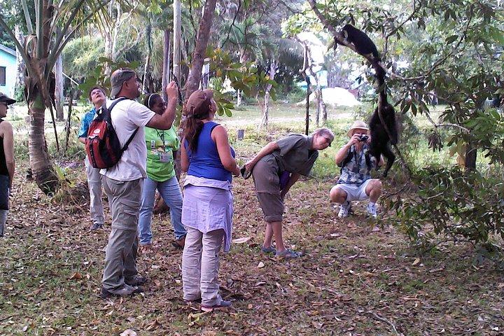 Rumble in the Jungle: The Howler Monkey Expedition