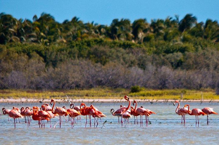 Flamingo Island - Laguna Oviedo