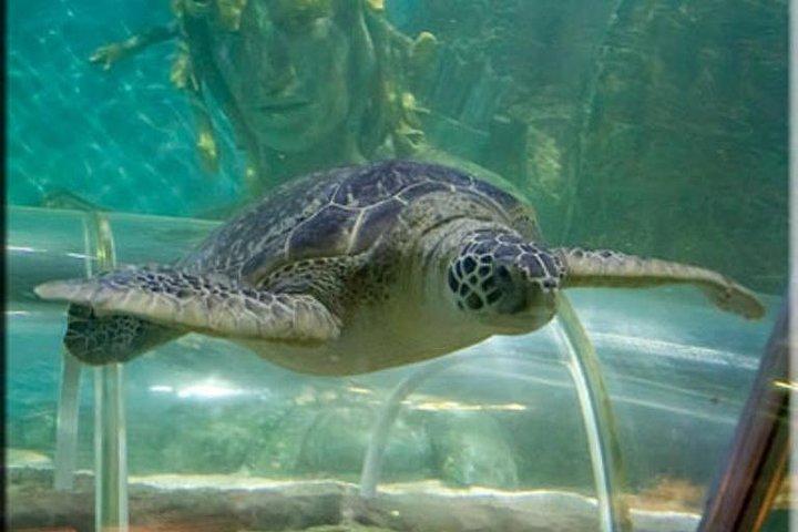 SEA LIFE Great Yarmouth General Admission