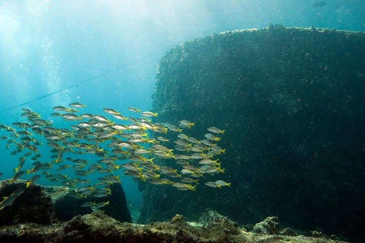 Snorkeling Tour