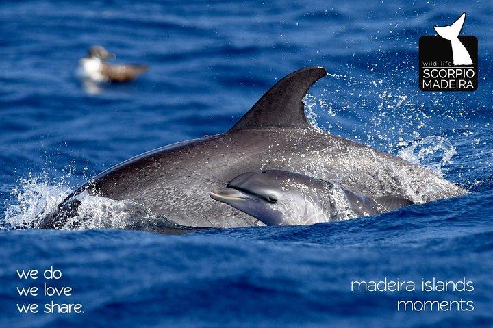 Whale & Dolphin Watching boat trip