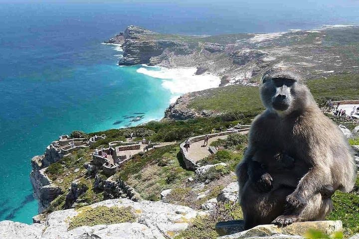 Cape Peninsula Full Day Tour in Private Car