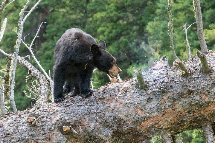 Private Yellowstone Wolf Watching & Wildlife Safari + lunch