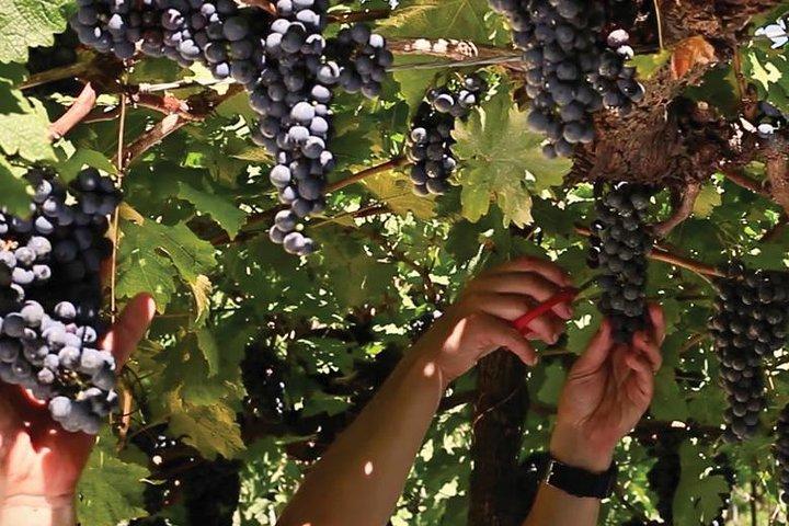 Jolimont Winery Tour - Visitation and Tasting - Canela RS
