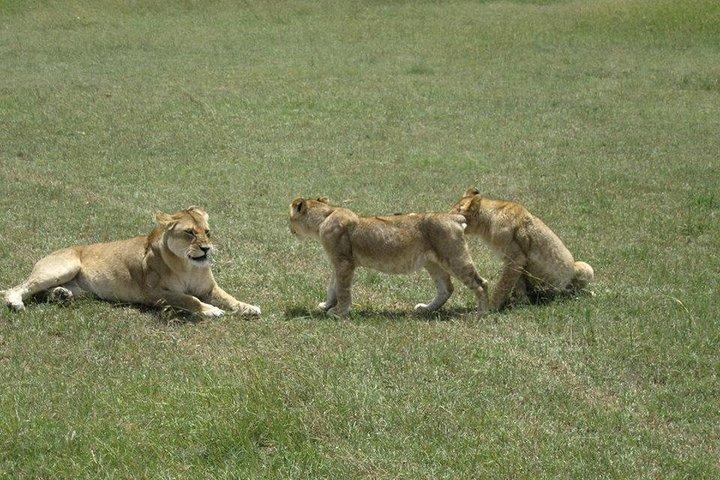 4 Days Masai Mara Migration Safari
