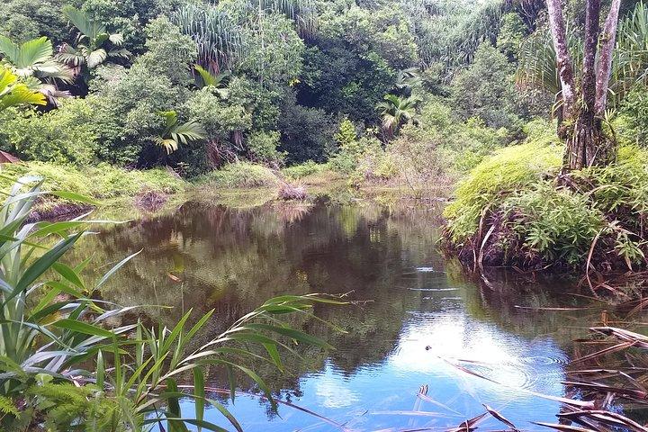 Explore Mare Aux Cochons Trail