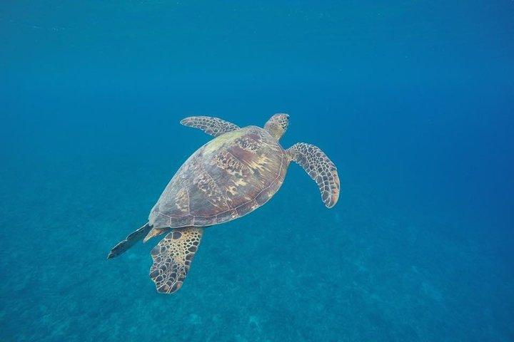 Turtle Encounter with Yumi Tours