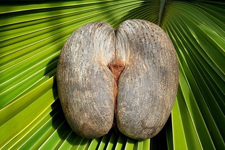 Full Day Discovery Tour of Vallee de Mai and Anse Lazio on Praslin Island