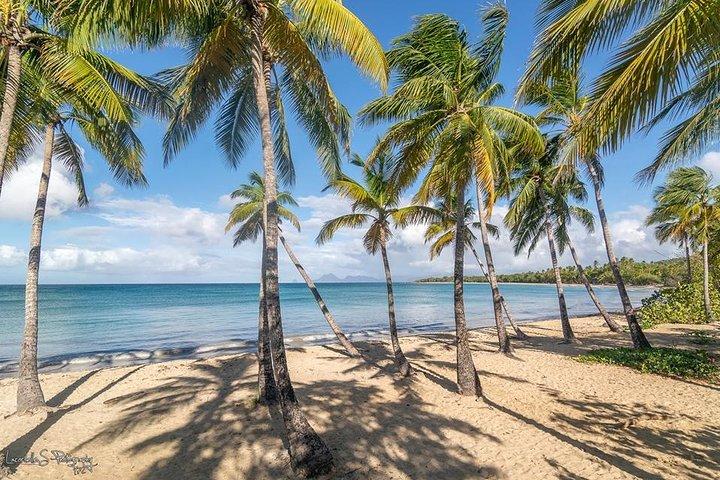 Beachcombing in Paradise South Caribbean V.I.P Tour