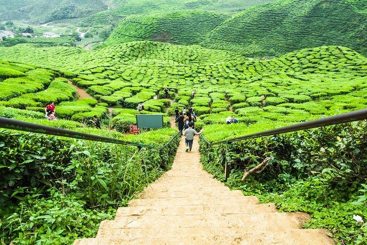 Private: Cameron Highlands 2 days 1 night Trip