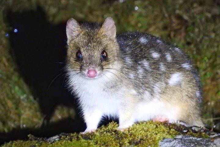 Wildlife Night Spotting at Cradle Mountain