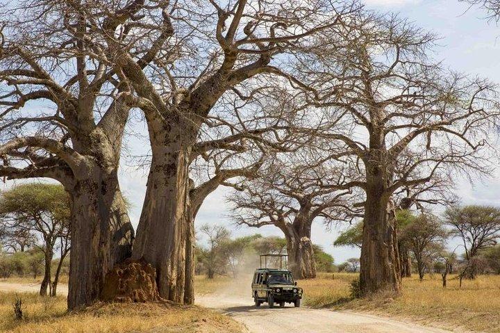 3 Days Ruaha National Park